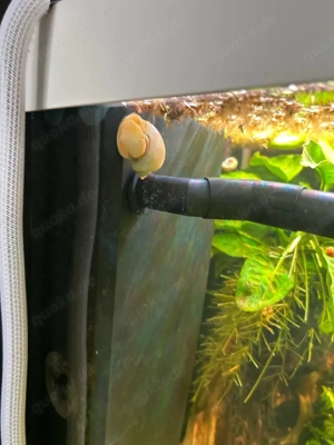 aquarium apfel schnecken