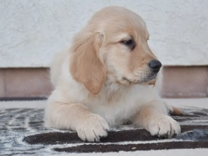 Golden-Retriever-Welpen