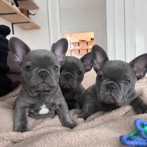 Französische Bulldogge Welpen