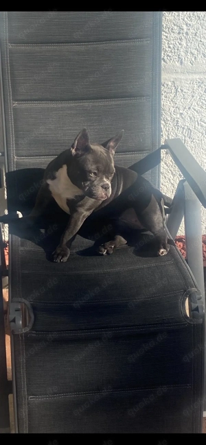 American Exotik Bully Hündin 1,9 Jahre jung