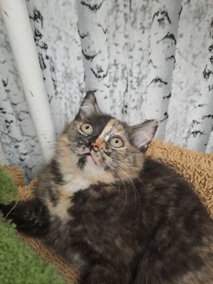 Ekh-Bkh Kitten. Abgabebereit 