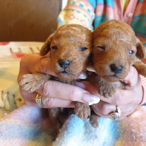 Red-Apricotfarbene Toypudel zu verkaufen.