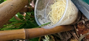 Phelsuma Nigristriata  Bild 2