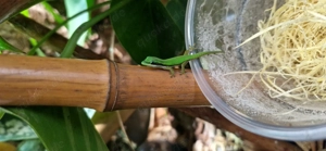 Phelsuma Nigristriata 