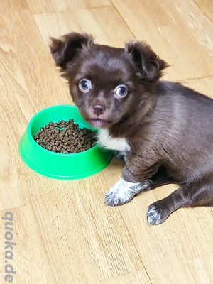 Reinrassige langhaarige Chihuahua Welpe