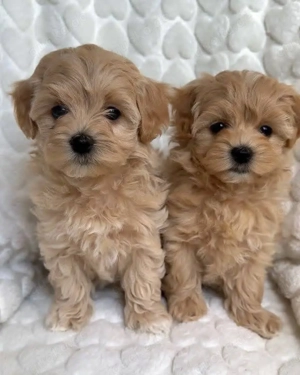 Maltipoo mini welpen
