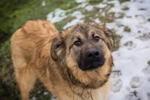 Junghund *JOE*: aufgeschlossen, sozial, fröhlich, verspielt, lernbereit
