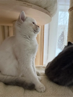 BKH Bärchen sichen ein schönes zu Hause 