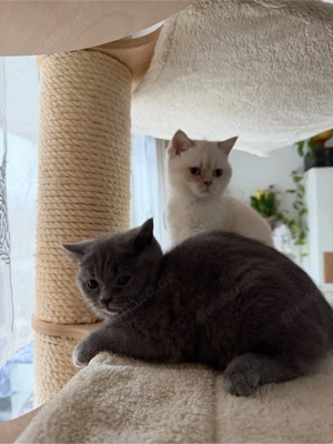 BKH Bärchen dürfen ausziehen