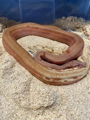 0,1 Hypo Scoria Labyrinth Pos Het VPI T + Boa Constrictor 