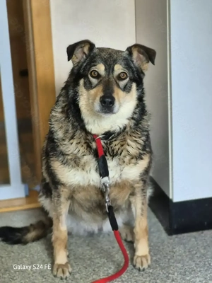 Toffee   ein Herz auf vier Pfoten sucht ihr Zuhause   