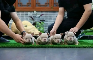 Niedliche, liebenswerte American Bullys verfügbar 