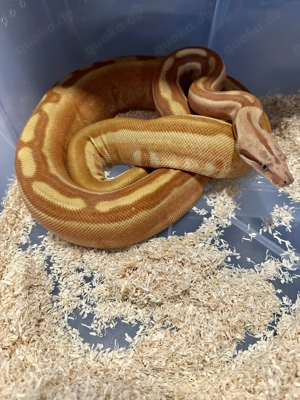 1,0 Hypo Labyrinth 100% Het VPI Blood Pos Jungle Boa constrictor