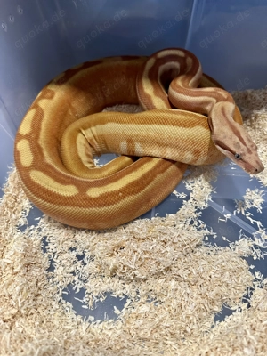 1,0 Hypo Labyrinth 100% Het VPI Blood Pos Jungle Boa constrictor Bild 4