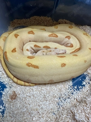 1,0 VPI T + Sunglow Labyrinth Fire Boa Constrictor 