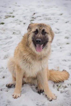 Junghund *KALEO* liebt ruhige und gechillte Kontakte