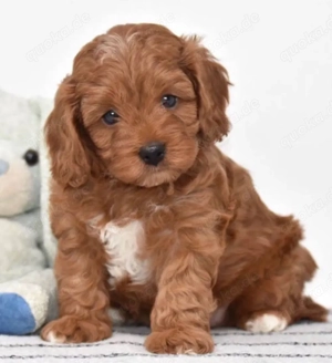 Maltipoo mini welpen Bild 2