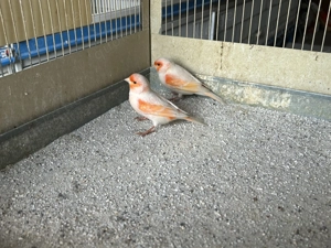 Kanarienvogel rot mosaik Bild 3