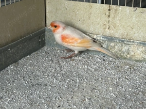 Kanarienvogel rot mosaik Bild 2