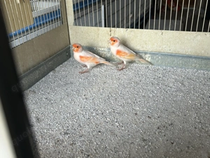 Kanarienvogel rot mosaik Bild 4