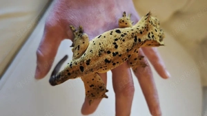 kronengecko super Dalmatiner