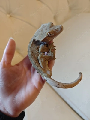 kronengecko Dalmatiner Bild 3