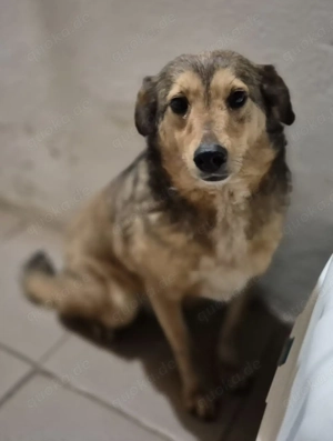 Hündin 028413 stellt sich vor