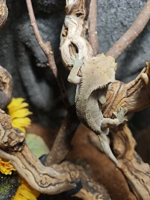 kronengecko Dalmatiner Bild 4