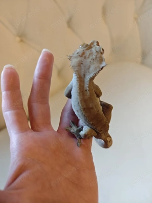 kronengecko Dalmatiner Bild 2