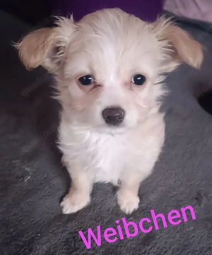 Mischling Welpe 9 Woche 