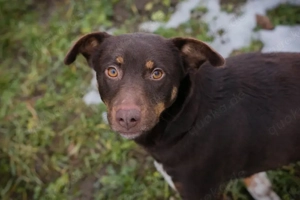 *FREYA* Eine aktive, soziale und neugierige Hündin, die die Menschennähe liebt
