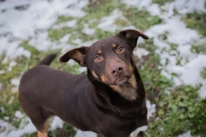 *FREYA* Eine aktive, soziale und neugierige Hündin, die die Menschennähe liebt