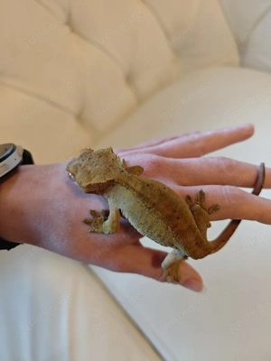 kronengeckos Mädchen  Bild 4