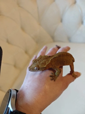 kronengeckos Mädchen 