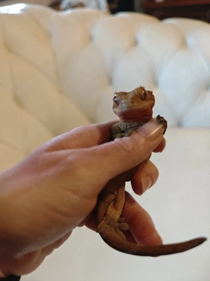 kronengeckos Mädchen  Bild 2