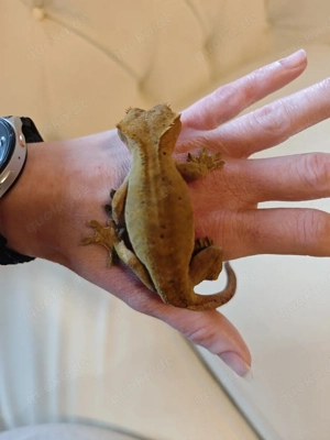 kronengeckos Mädchen  Bild 3