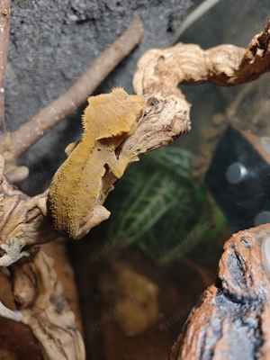 kronengeckos Mädchen  Bild 5