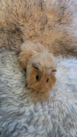 Meerschweinchen Creme männlich 