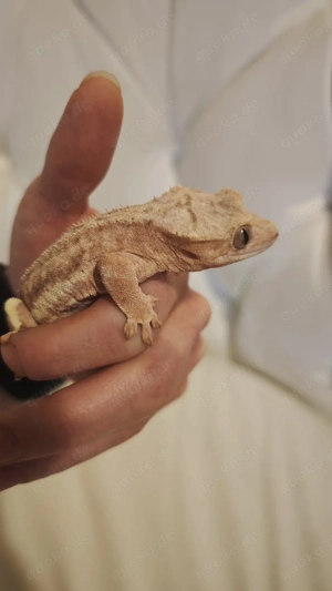 kronengecko Mädchen adult Lily white 