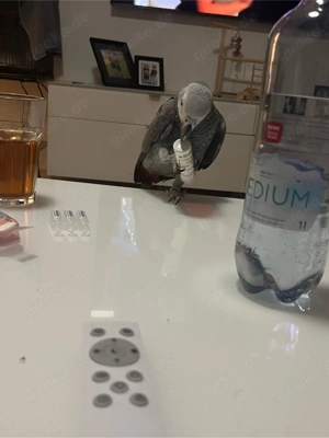 Graupapagei Männlich handzahm