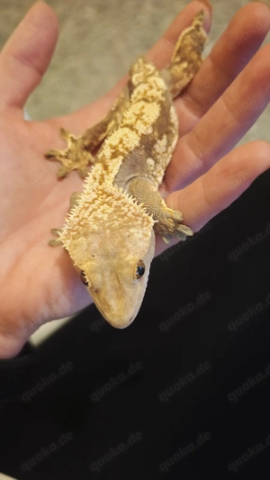 kronengecko Mädel Halloween adult