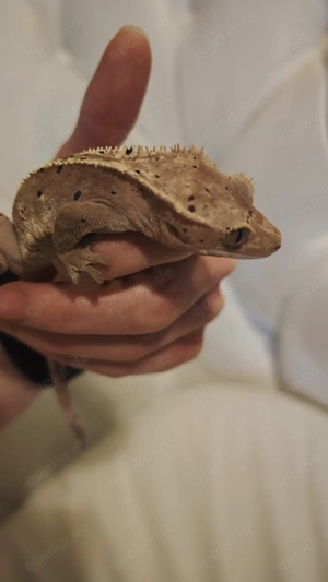 adultus kronengecko Mädchen