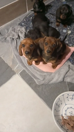 Zwerg Dackel Welpen!