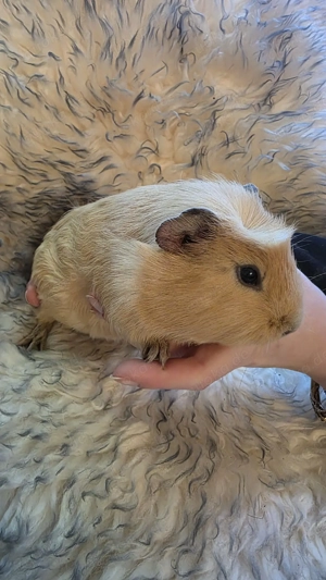 Meerschweinchen männlich creme