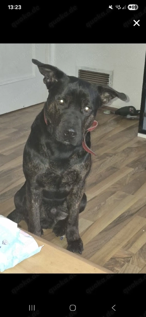 Einjähriger Rrüde sucht ein neues Hause.