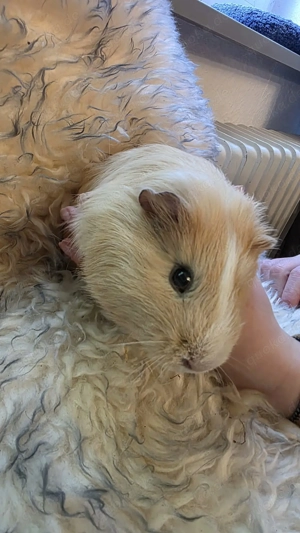 Meerschweinchen männlich Creme weiss