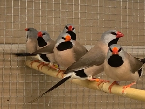 Spitzschwanzamadinen abzugeben 