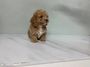 Maltipoo Welpe Rüde verkaufen