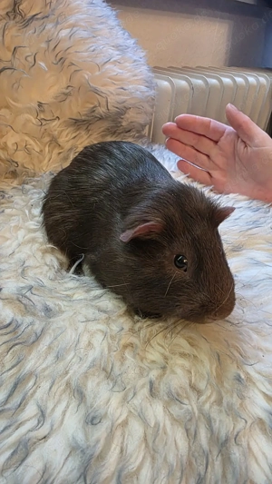 Meerschwein männlich braun 