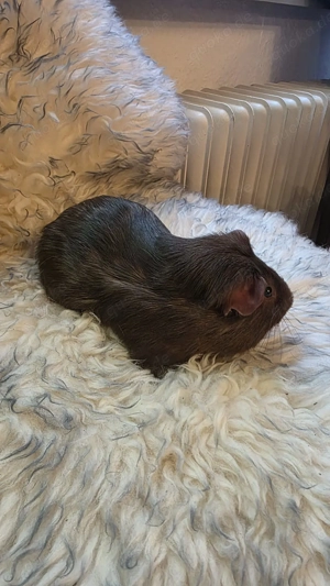 Meerschwein männlich braun 